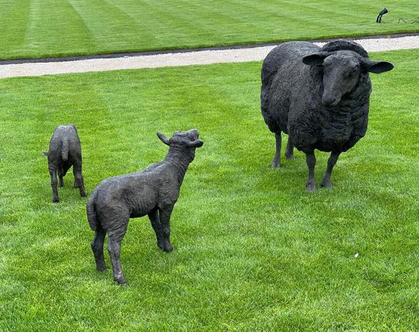 Lambs Image 3