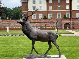 Stag Image 1