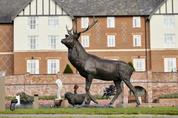 Stag Image 4