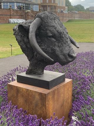 Longhornbull head - 2017 Image 2