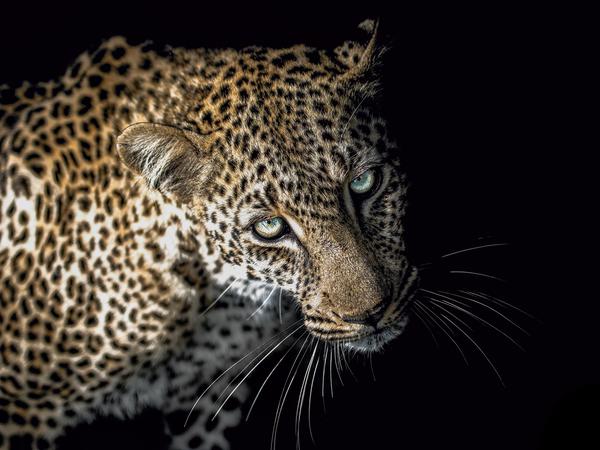Leopard Eyes Image 1