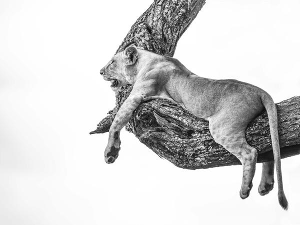 Lioness in Tree Image 1
